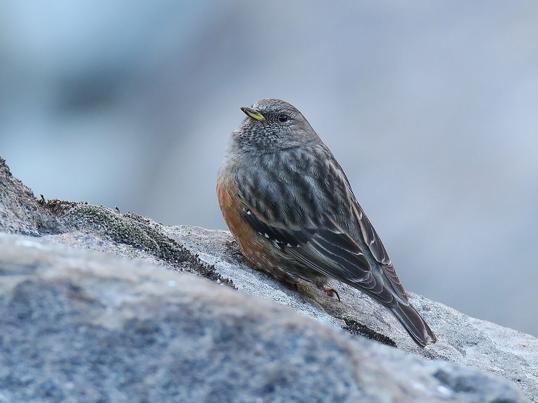 Alpenbraunelle (Prunella collaris)