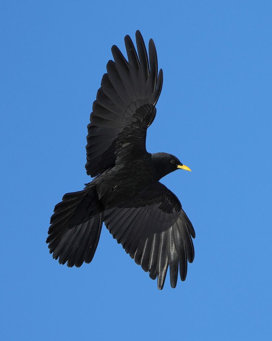 Alpendohle (Pyrrhocorax graculus)
