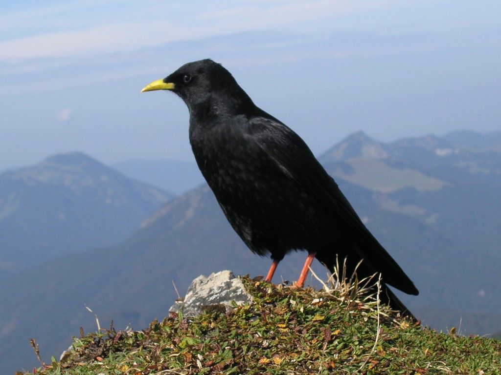 Alpendohle
