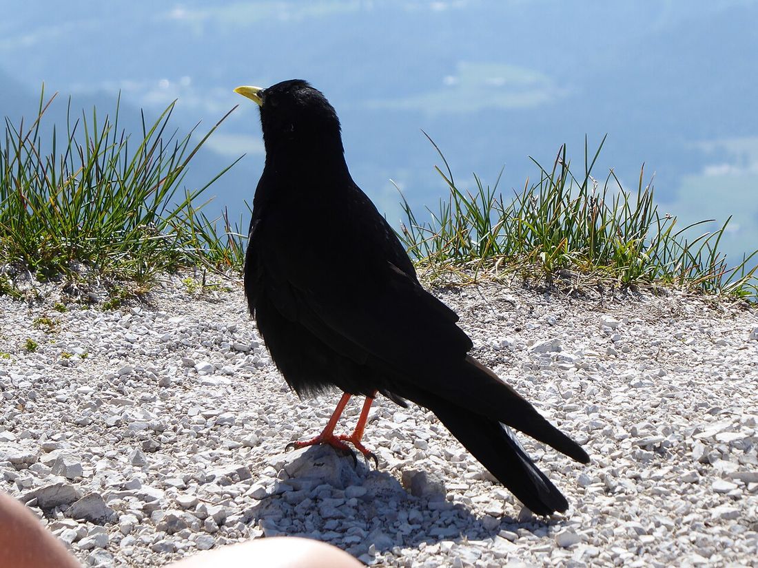 Alpendohle
