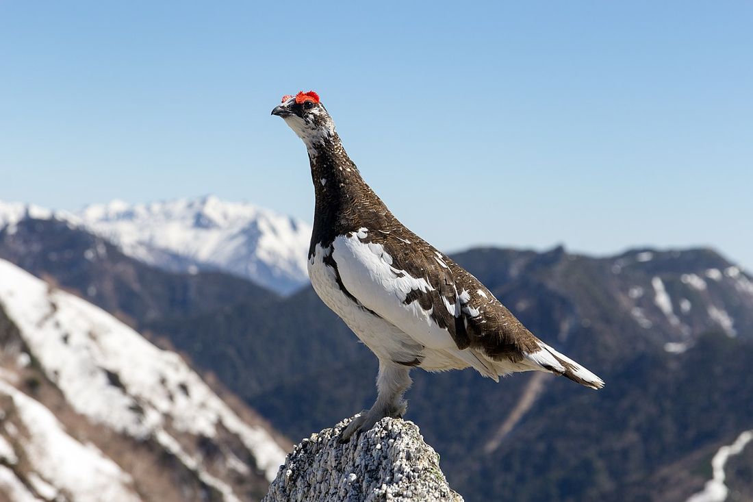 Alpenschneehuhn (Lagopus muta)