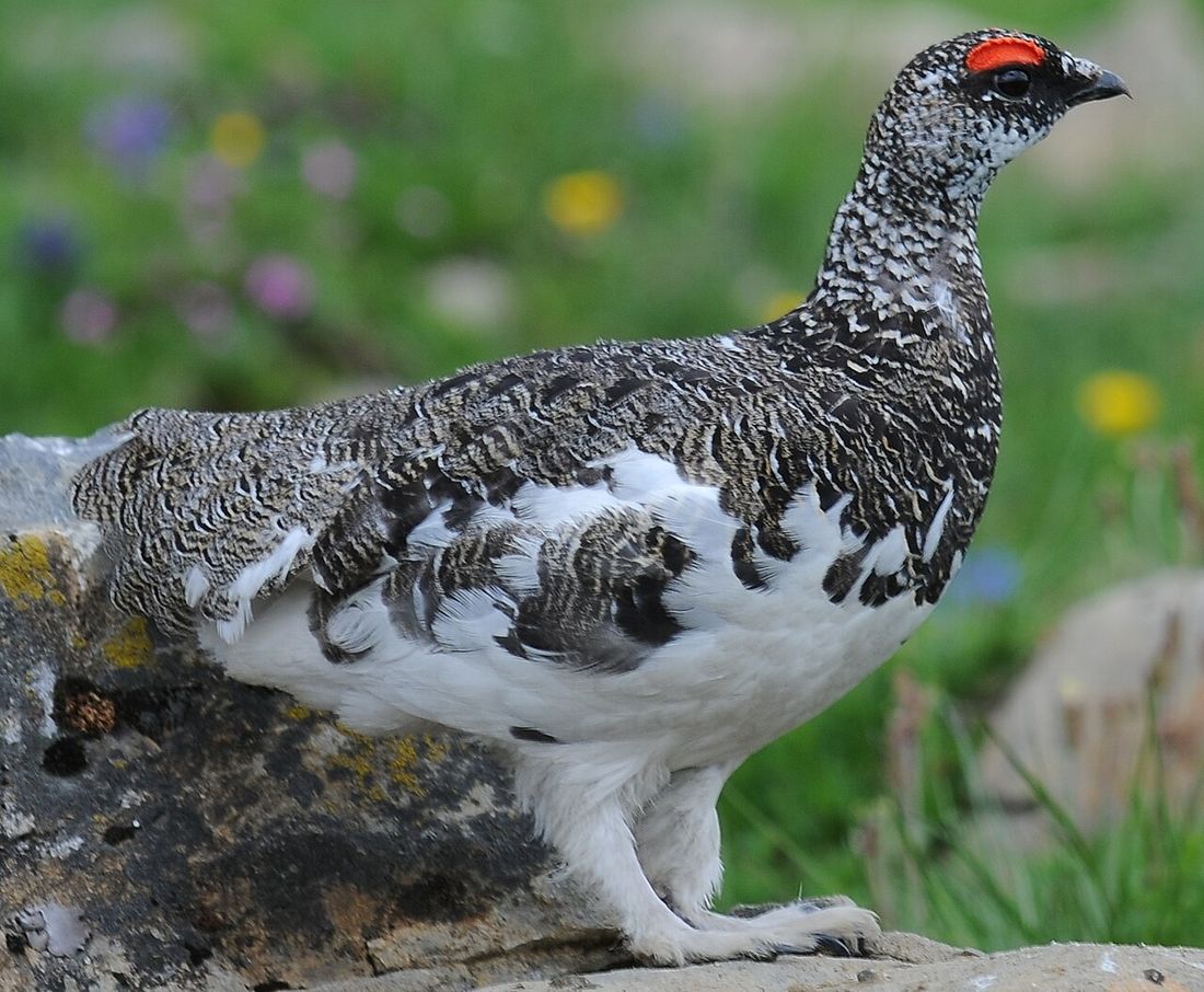 Alpenschneehuhn