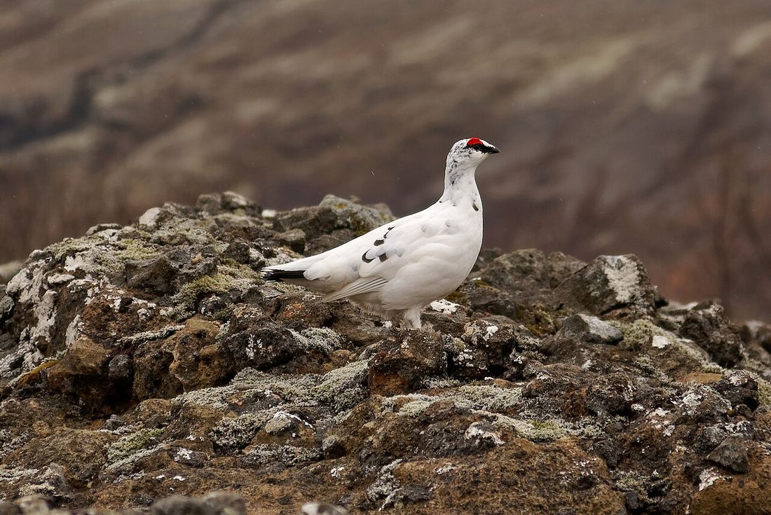 Alpenschneehuhn