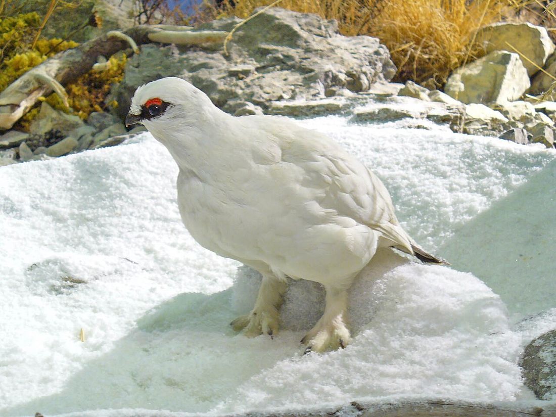 Alpenschneehuhn