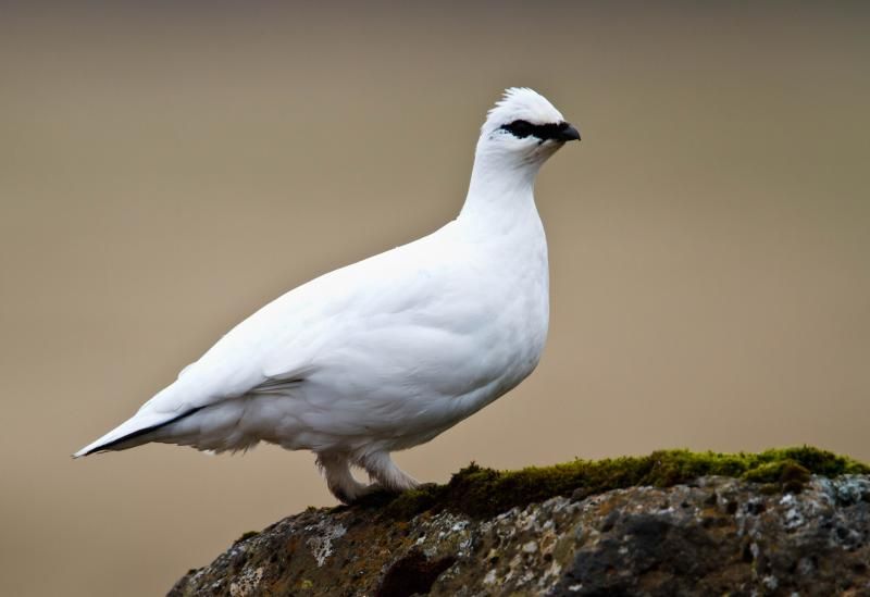 Alpenschneehuhn