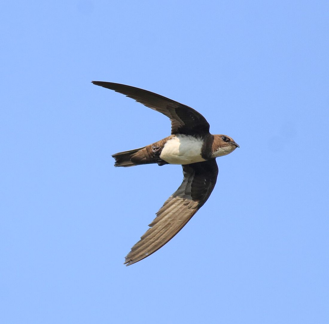 Alpensegler (Tachymarptis melba)