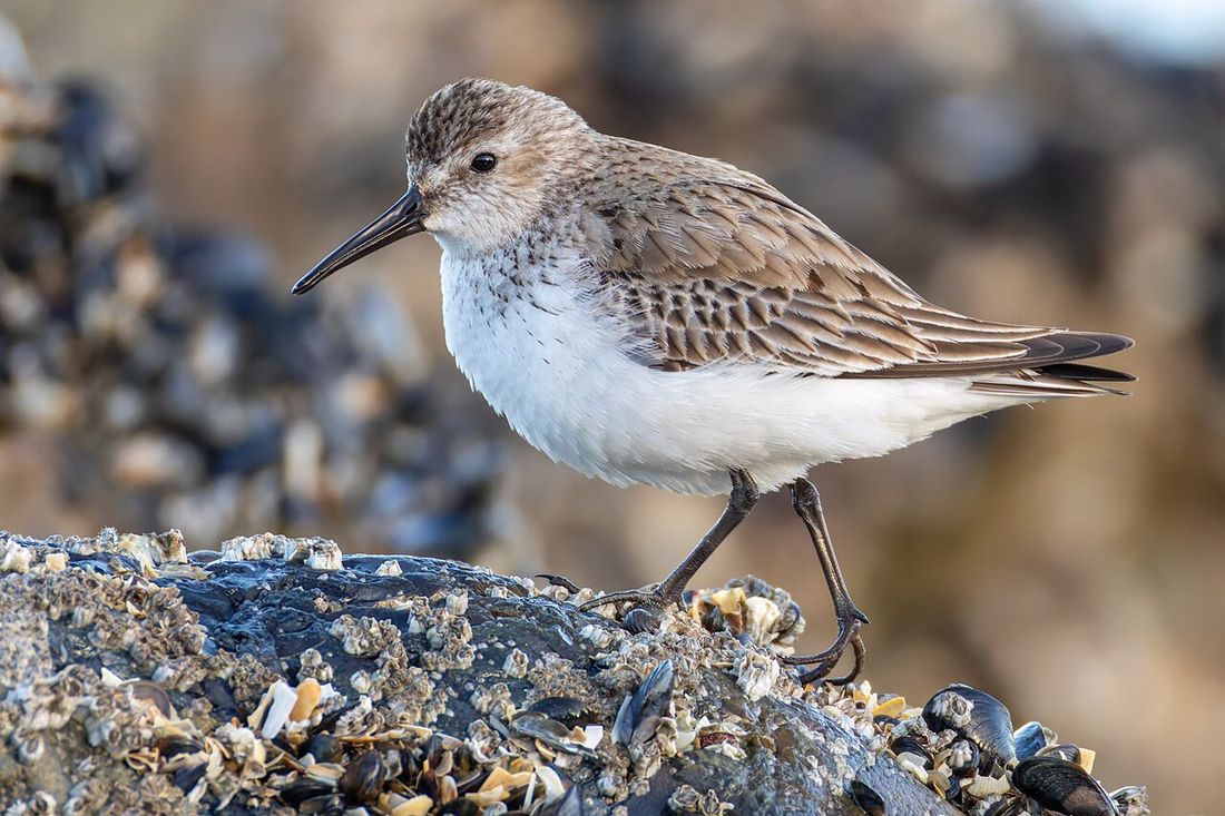 Alpenstrandläufer (Calidris alpina)