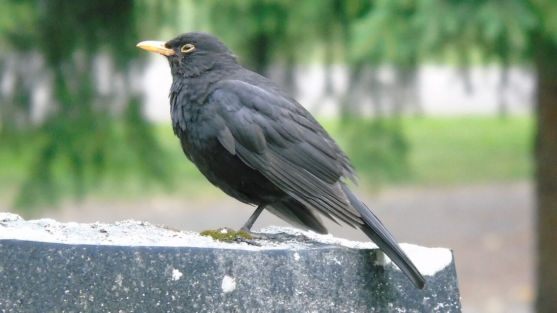 Amsel (Turdus merula)