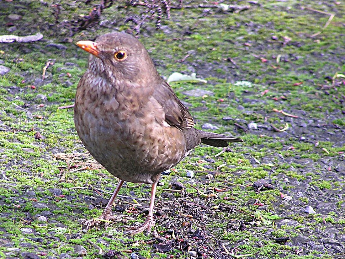 Amsel