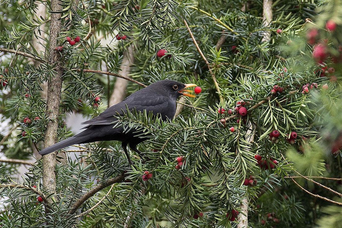 Amsel