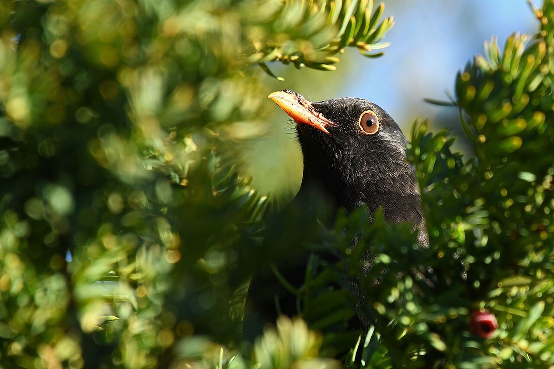 Amsel