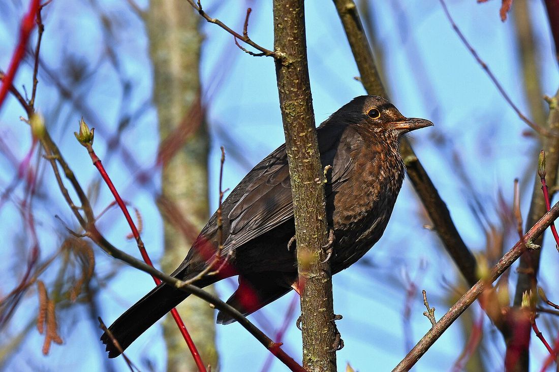 Amsel