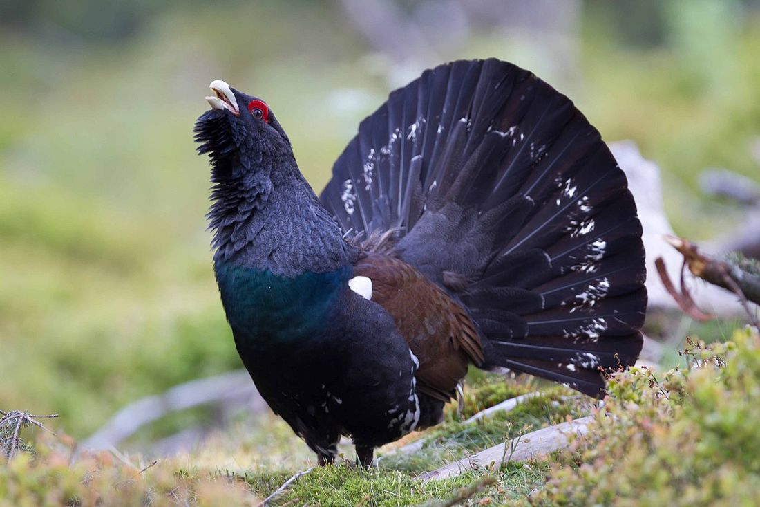 Auerhuhn (Tetrao urogallus)