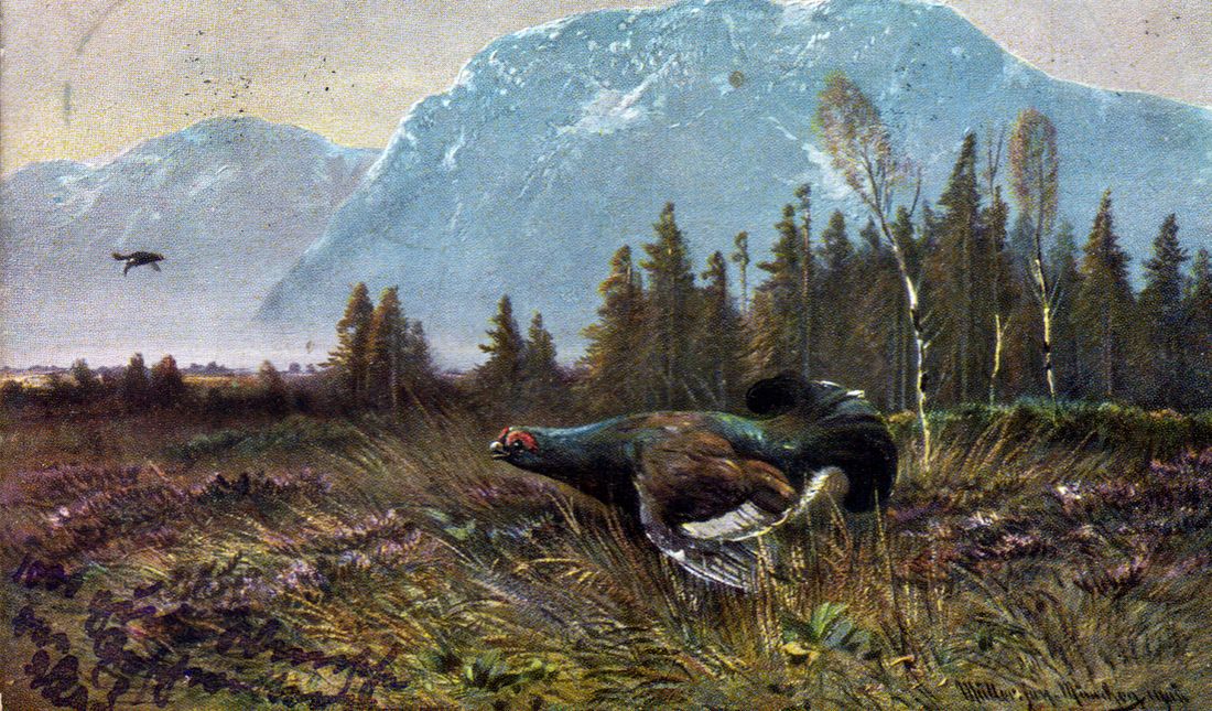 Auerhuhn