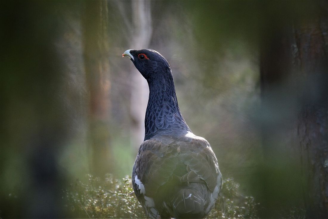 Auerhuhn
