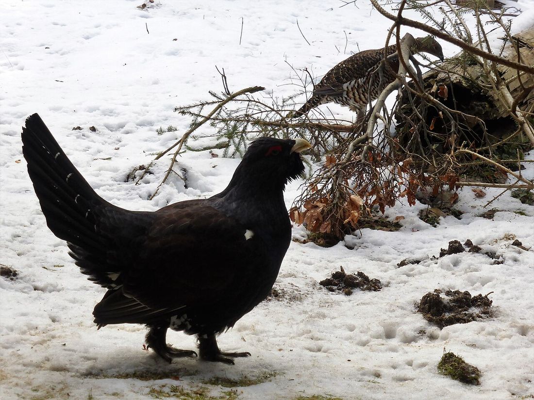 Auerhuhn