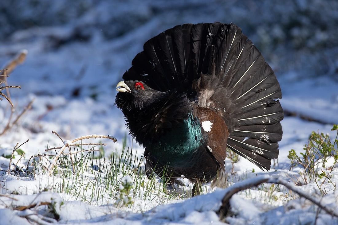 Auerhuhn