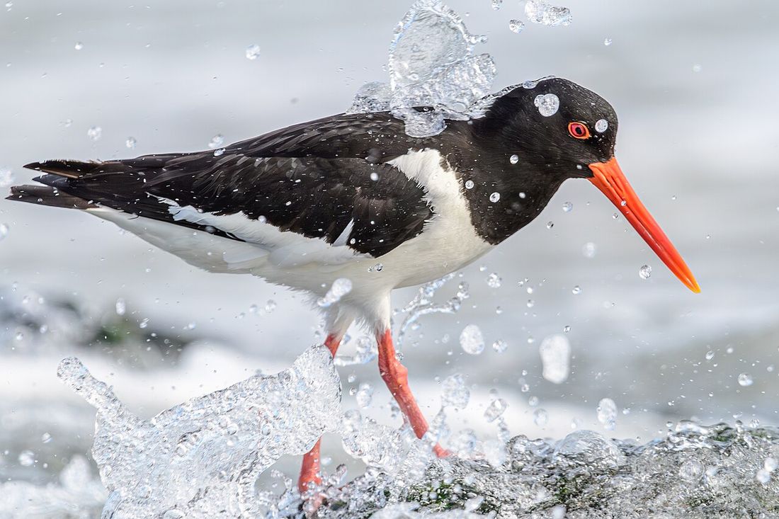 Austernfischer (Haematopus ostralegus)