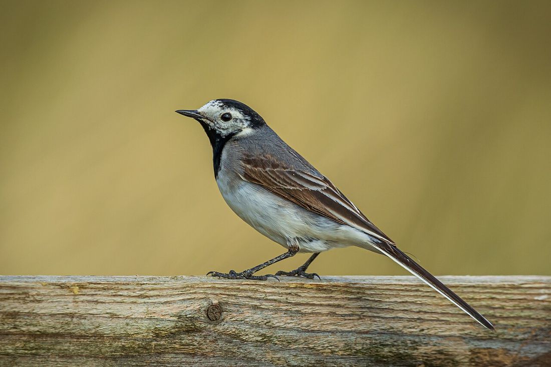 Bachstelze (Motacilla alba)