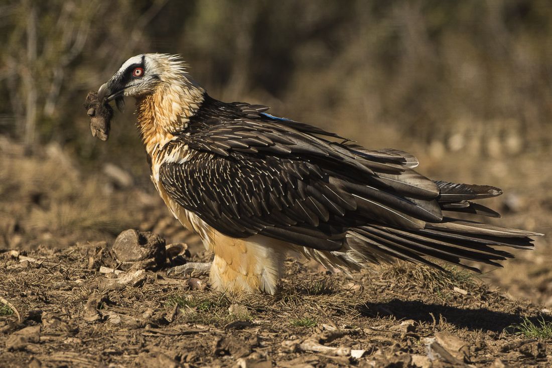 Bartgeier (Gypaetus barbatus)