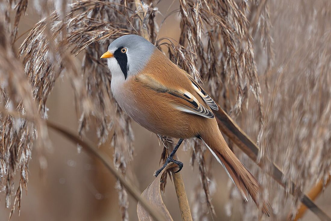 Bartmeise (Panurus biarmicus)