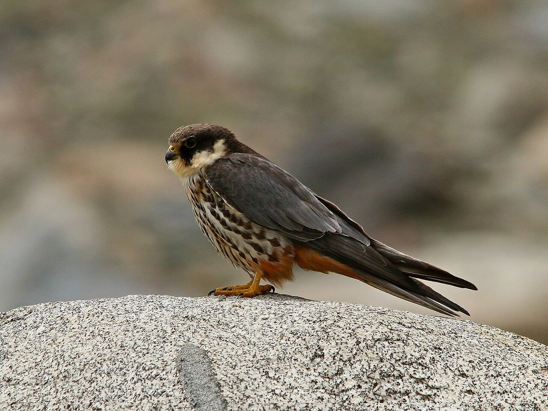 Baumfalke (Falco subbuteo)