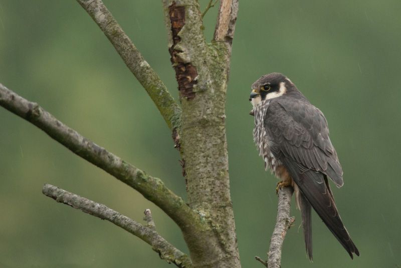 Baumfalke
