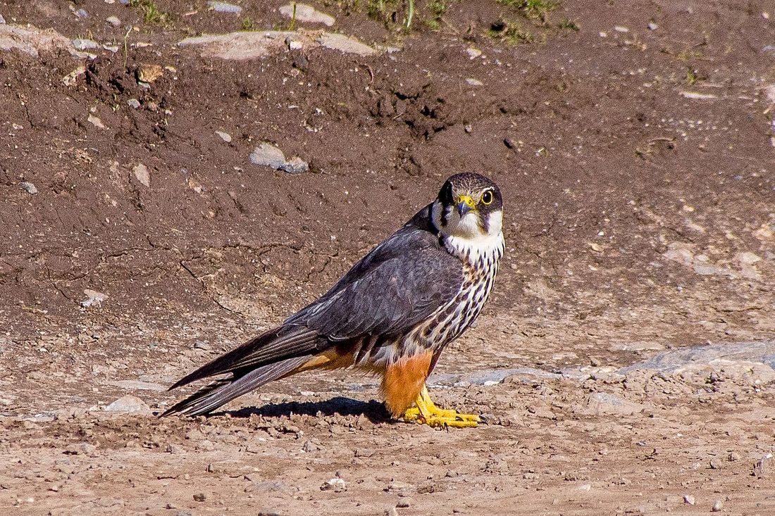 Baumfalke