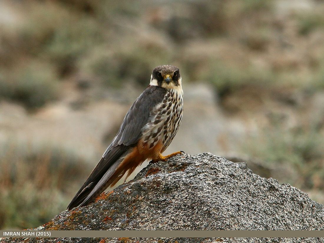 Baumfalke