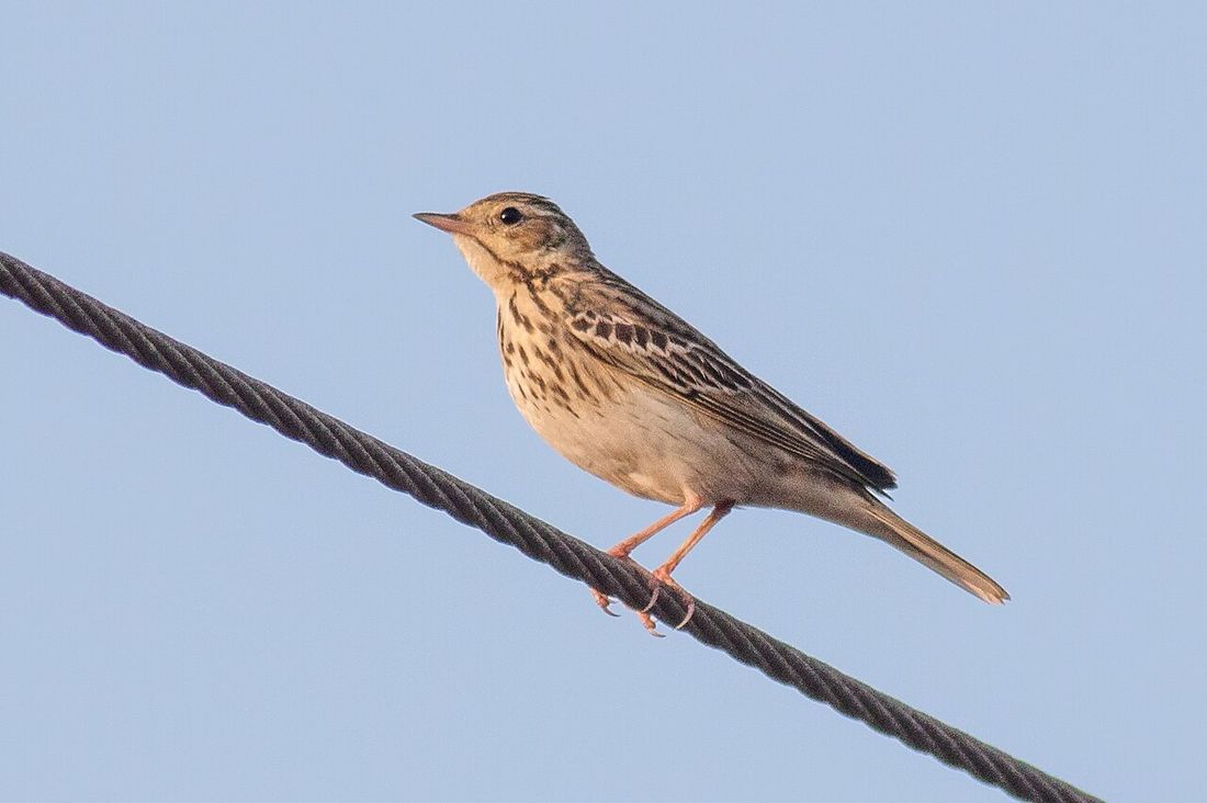 Baumpieper (Anthus trivialis)