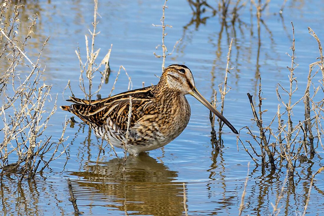 Bekassine (Gallinago gallinago)
