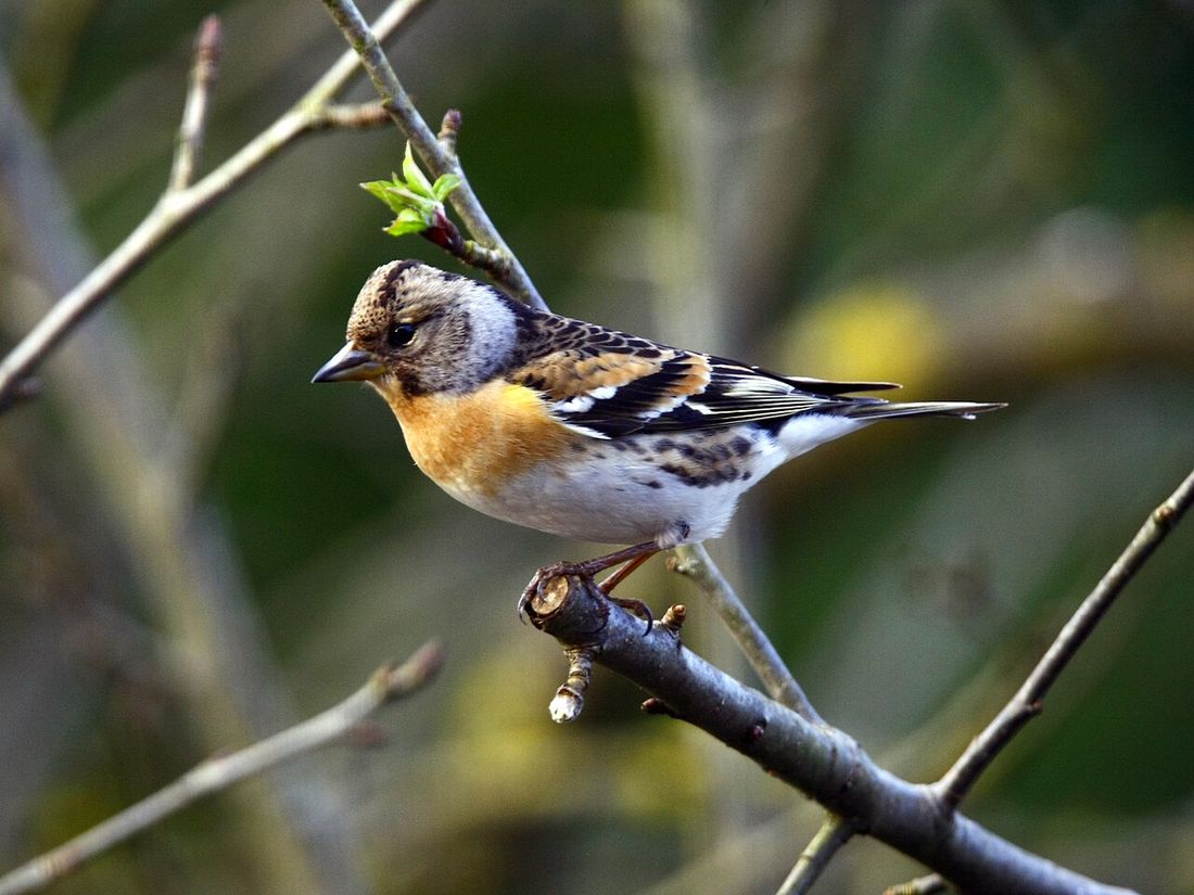 Bergfink (Fringilla montifringilla)