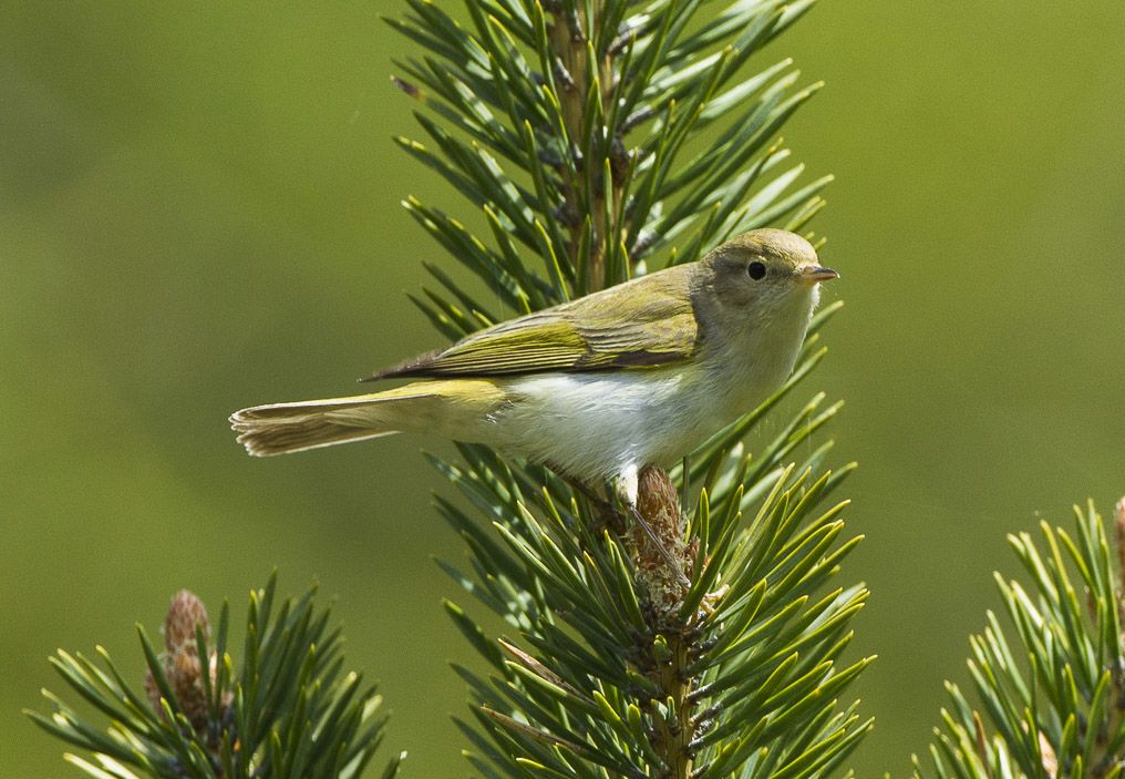 Berglaubsänger (Phylloscopus bonelli)