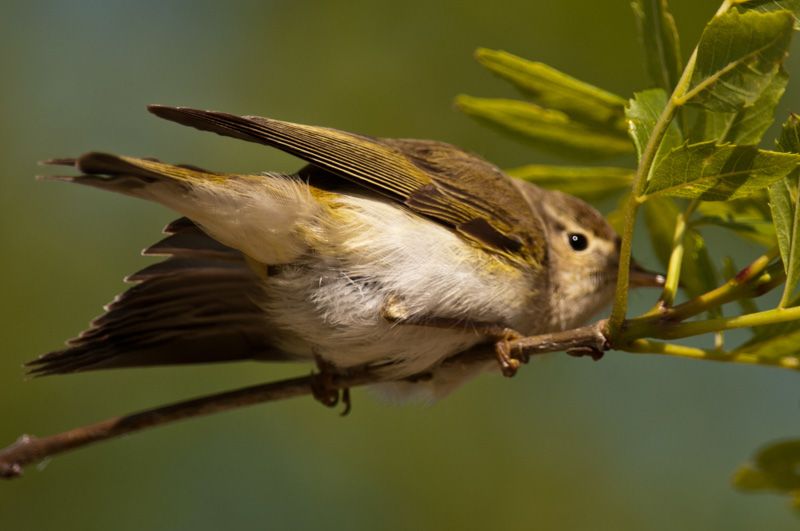 Berglaubsänger