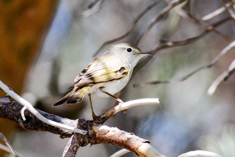 Berglaubsänger