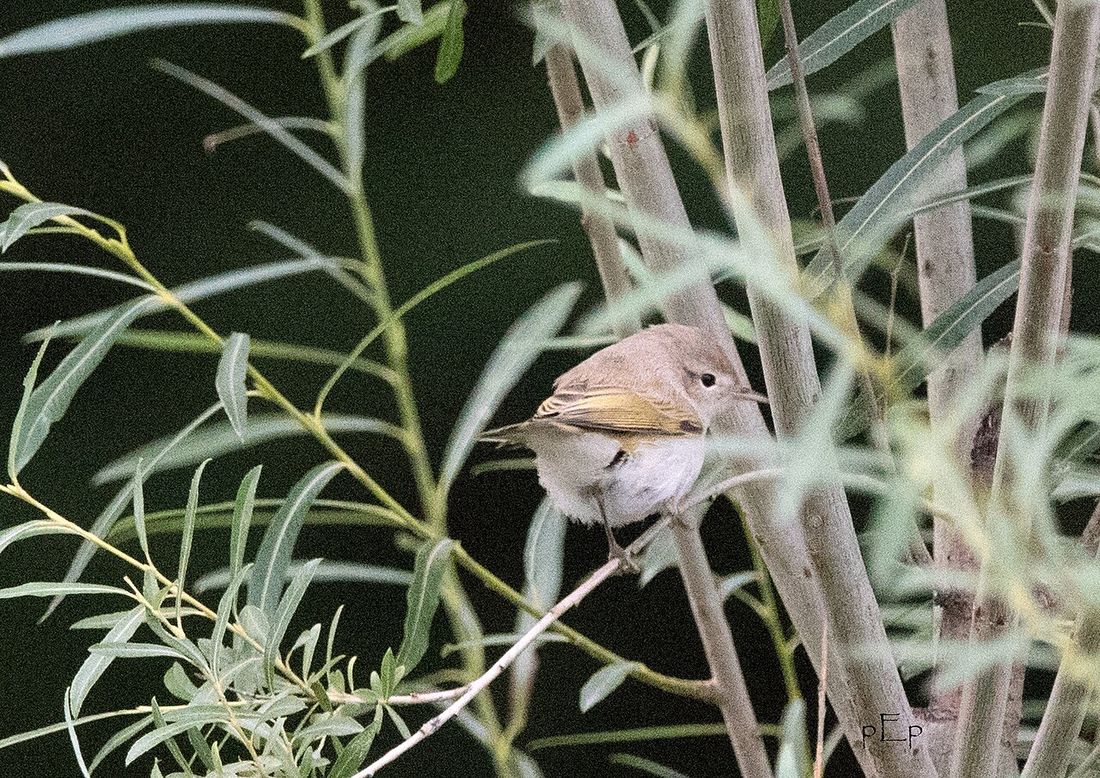 Berglaubsänger