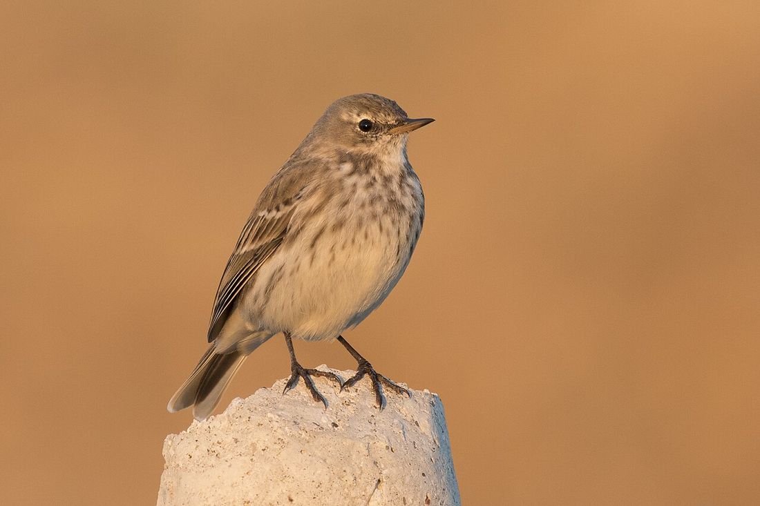Bergpieper (Anthus spinoletta)