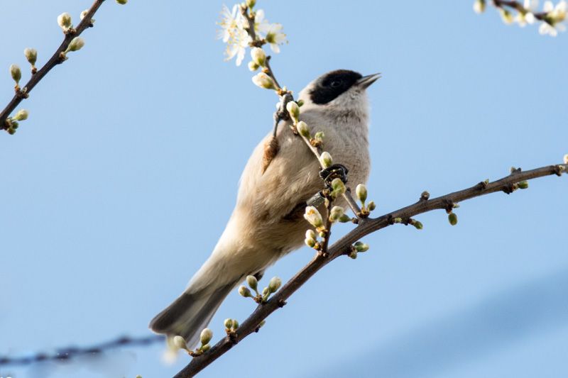 Beutelmeise