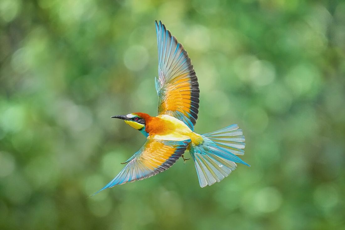 Bienenfresser (Merops apiaster)