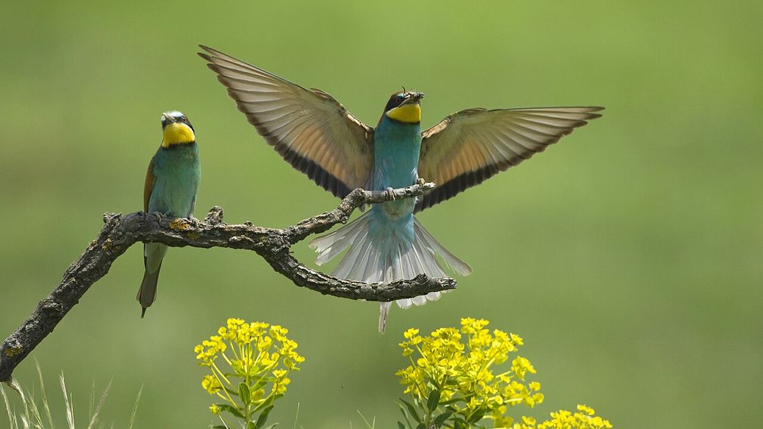 Bienenfresser