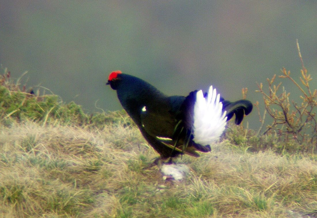 Birkhuhn