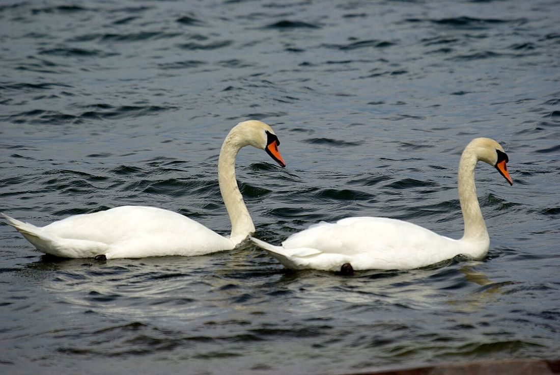 Blässgans