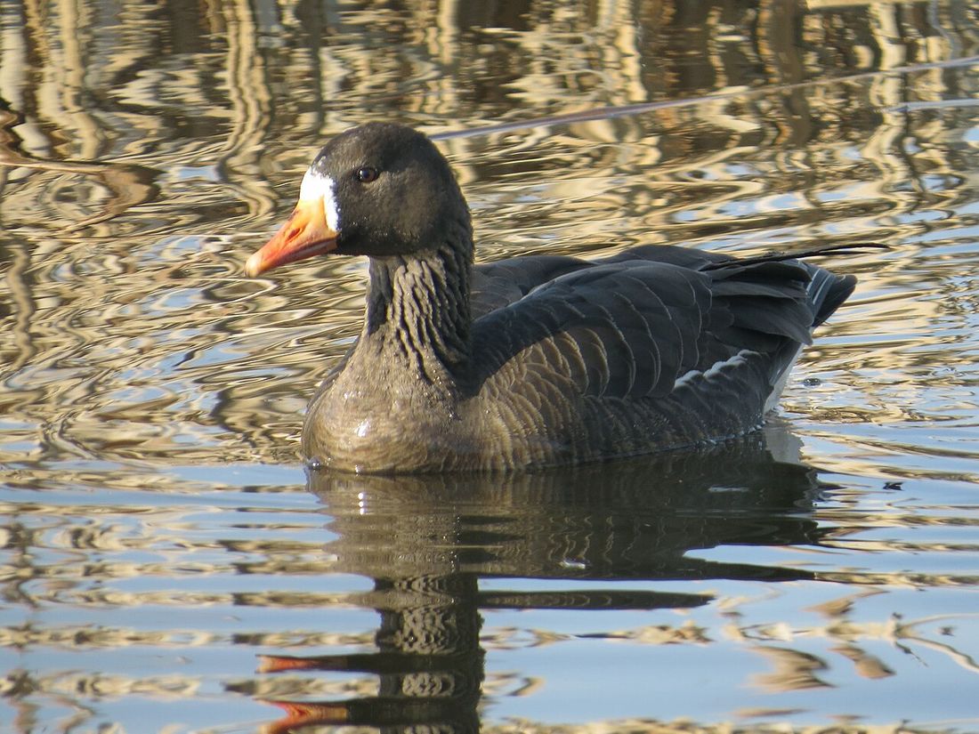Blässgans