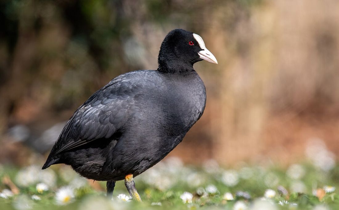 Blässhuhn (Fulica atra)