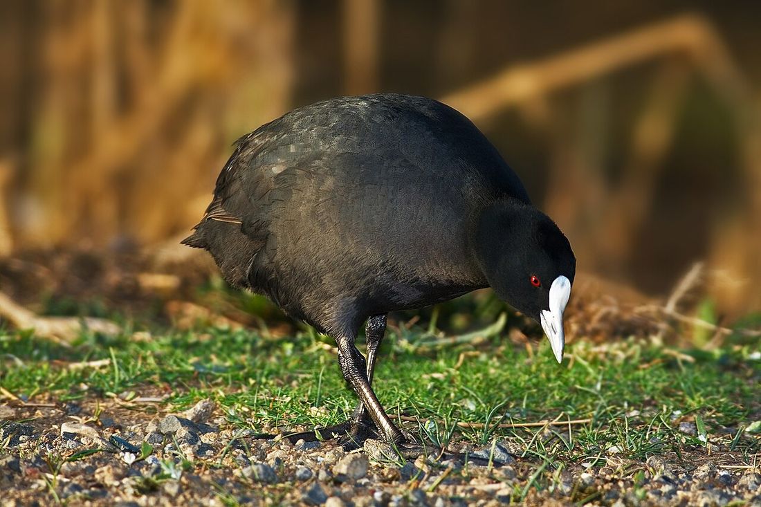Blässhuhn