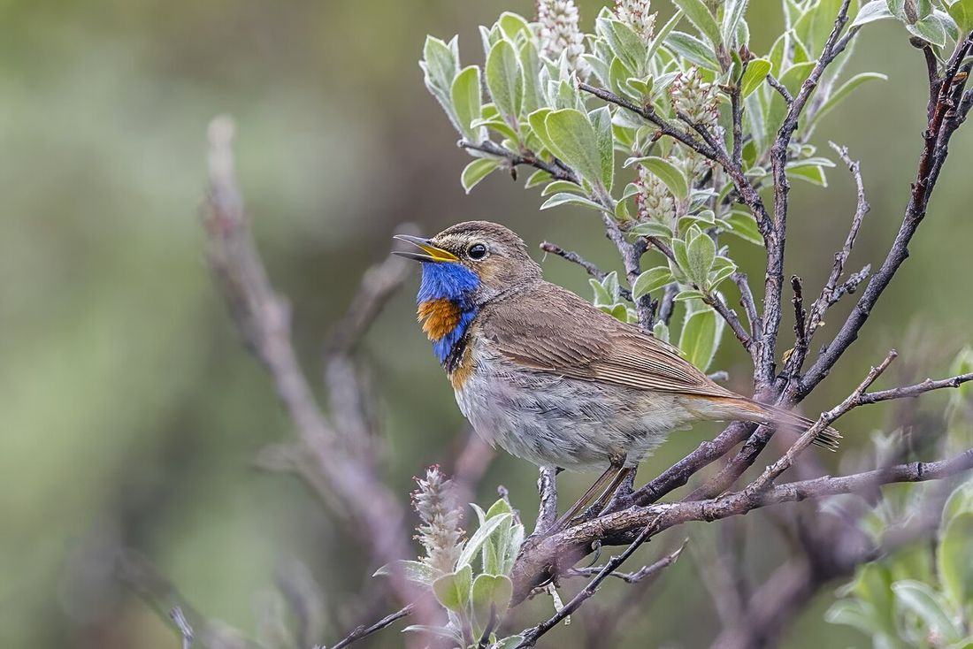 Blaukehlchen (Luscinia svecica)