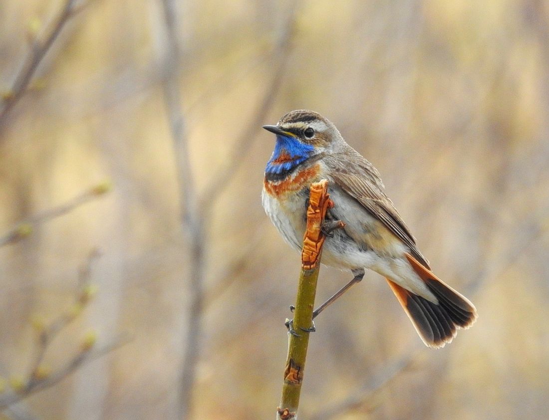 Blaukehlchen