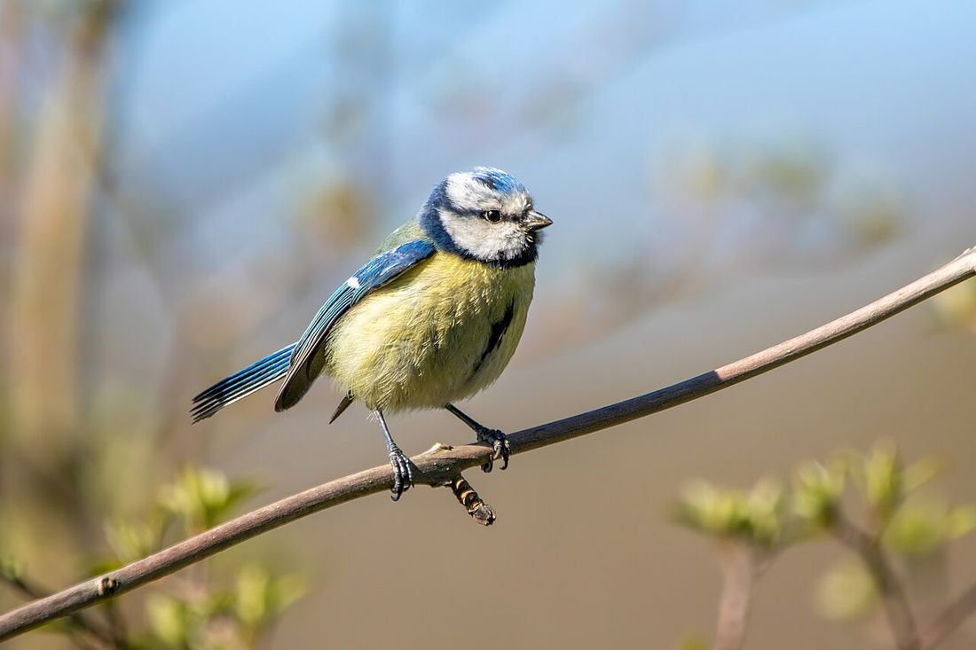 Blaumeise (Cyanistes caeruleus)