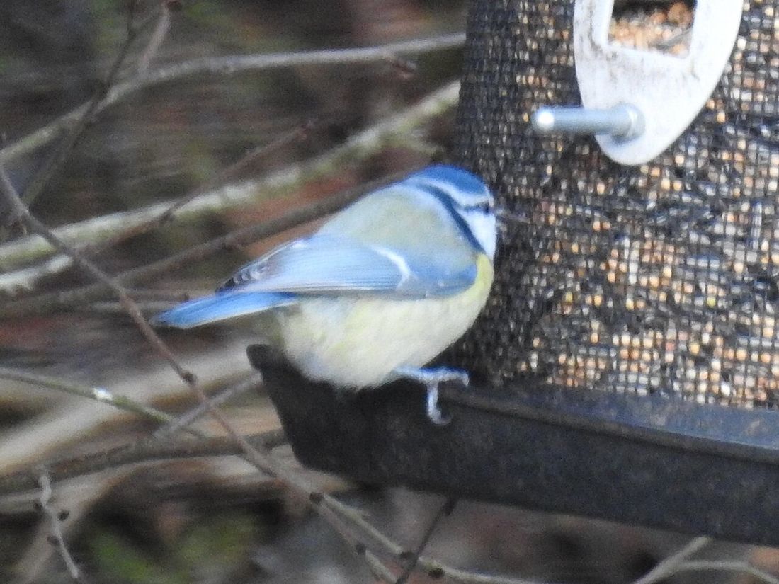 Blaumeise