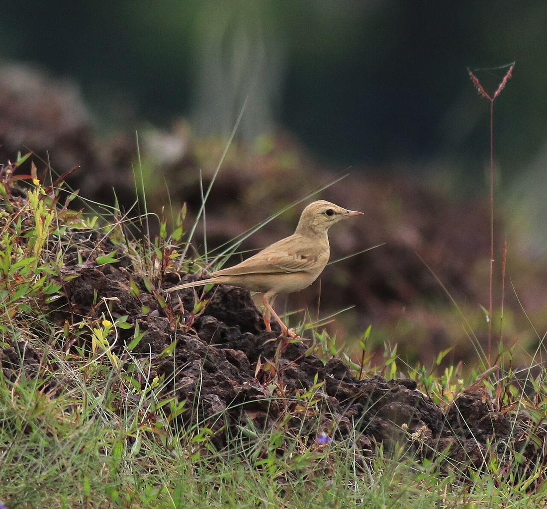 Brachpieper (Anthus campestris)